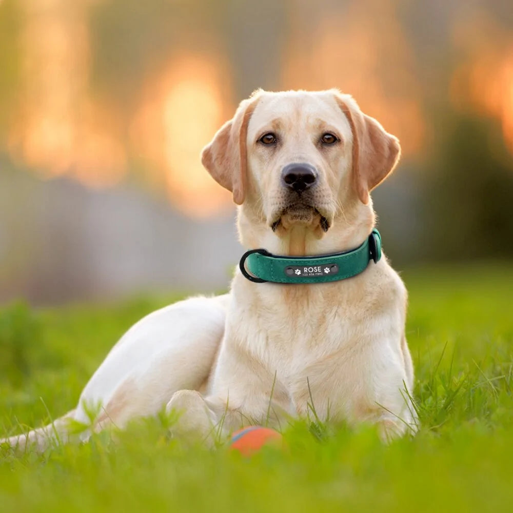 Collar de perro de cuero personalizado