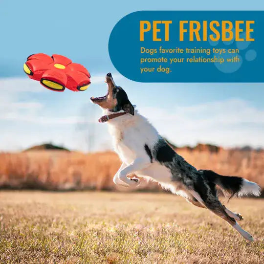 Flying Saucer Ball Pet Toy